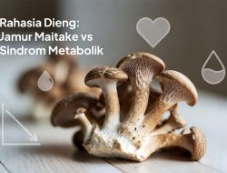 Jamur Maitake Lokal Ternyata Potensial Tekan Risiko Sindrom Metabolik